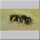 Crossocerus quadrimaculatus - Grabwespe m03 7mm.jpg